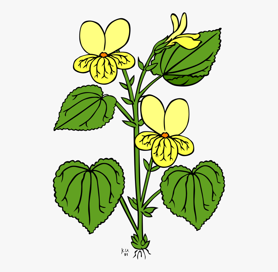 Plant,flora,leaf - Plant With Flower Clipart, Transparent Clipart