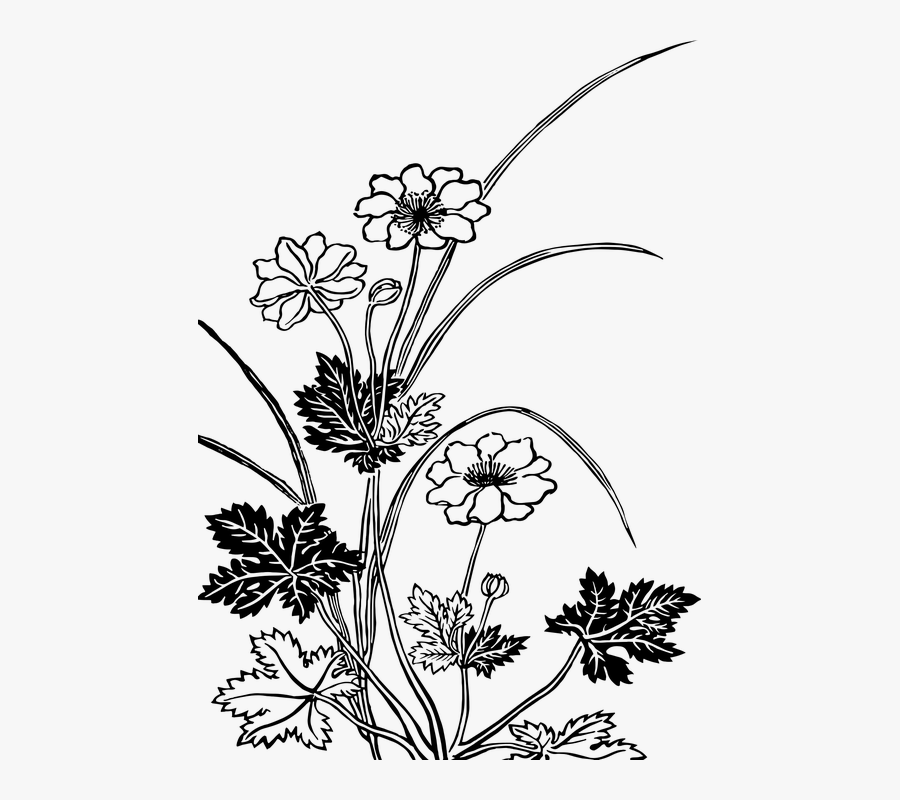 Dark Flowers Png -vintage Flowers Floral - Flowering Plants Black And White, Transparent Clipart