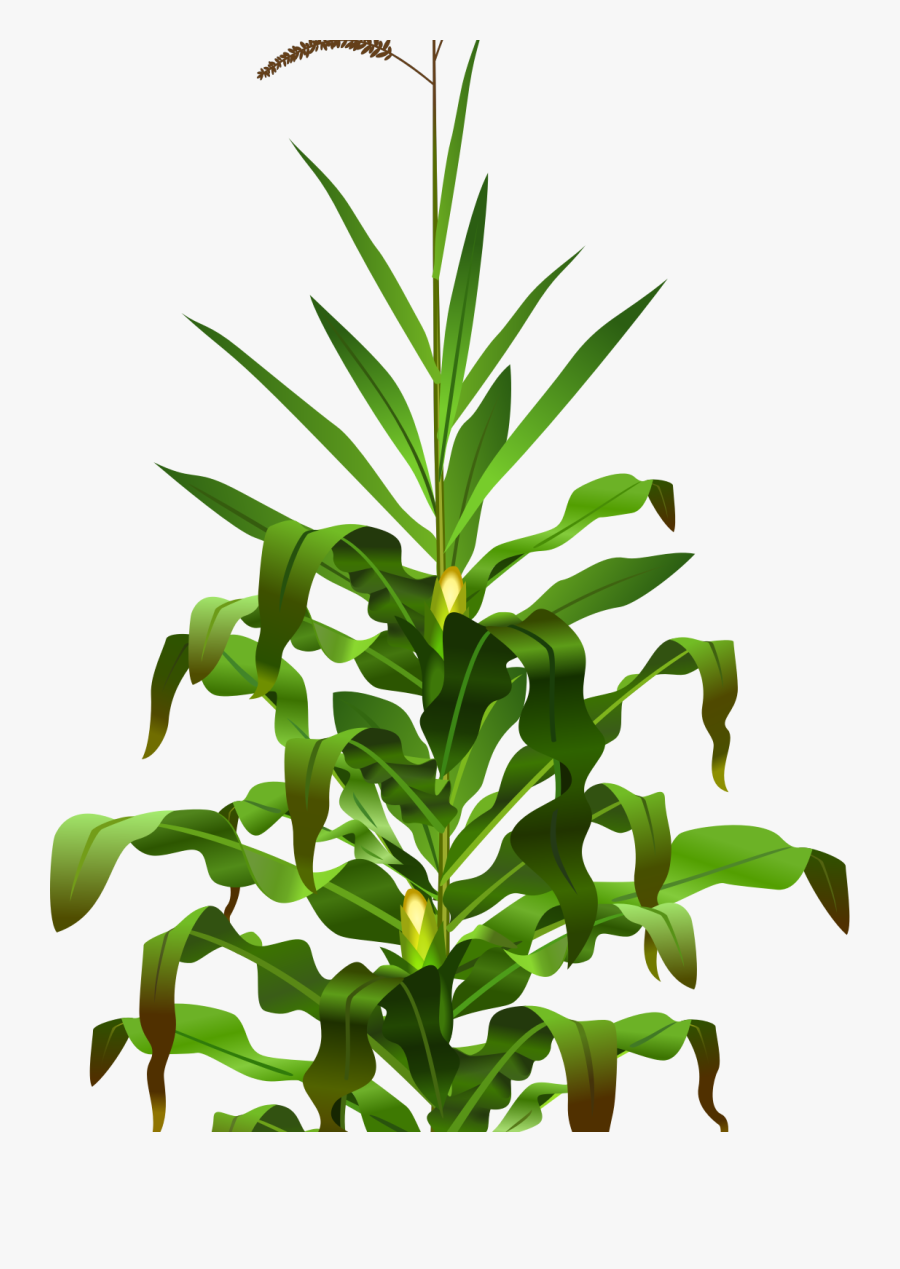 Plant Clip Art - Corn Plants Png, Transparent Clipart