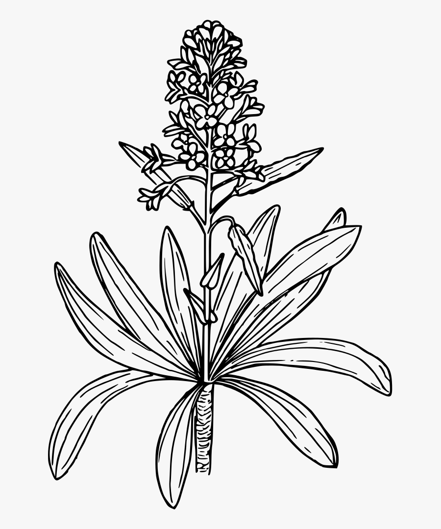 Clip Art Plant Black Seed Oil - Mustard Plant Drawing Easy, Transparent Clipart