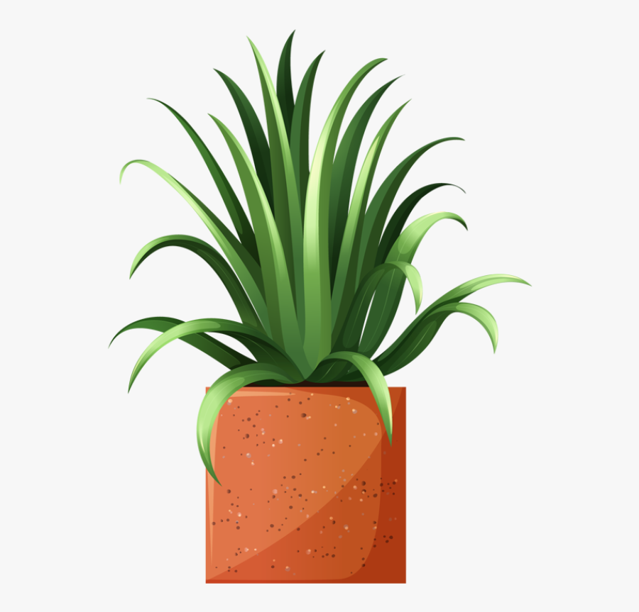 Planta De Mezcal Dibujo, Transparent Clipart