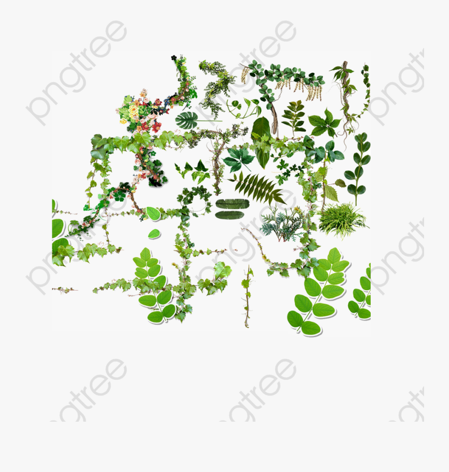 Vines Climbing Wall Plants - Wall Climbing Plant Png, Transparent Clipart