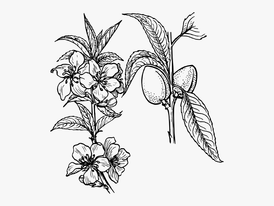 Plant Clip Art, Transparent Clipart