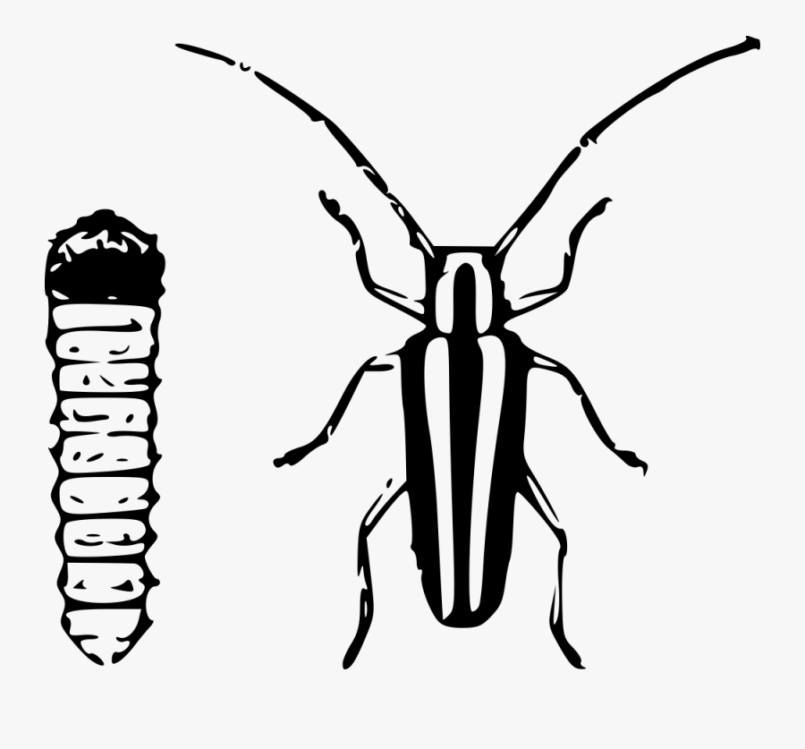 Round Headed Apple Tree Borer - Borer Free, Transparent Clipart