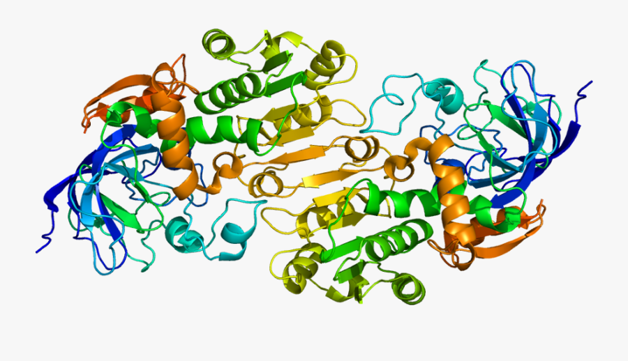 Protein Adh5 Pdb 1m6h - Alcohol Dehydrogenase, Transparent Clipart