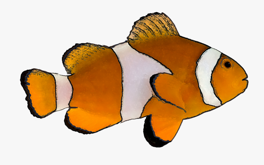 Clownfish Clip Art - Clown Fish White Background, Transparent Clipart