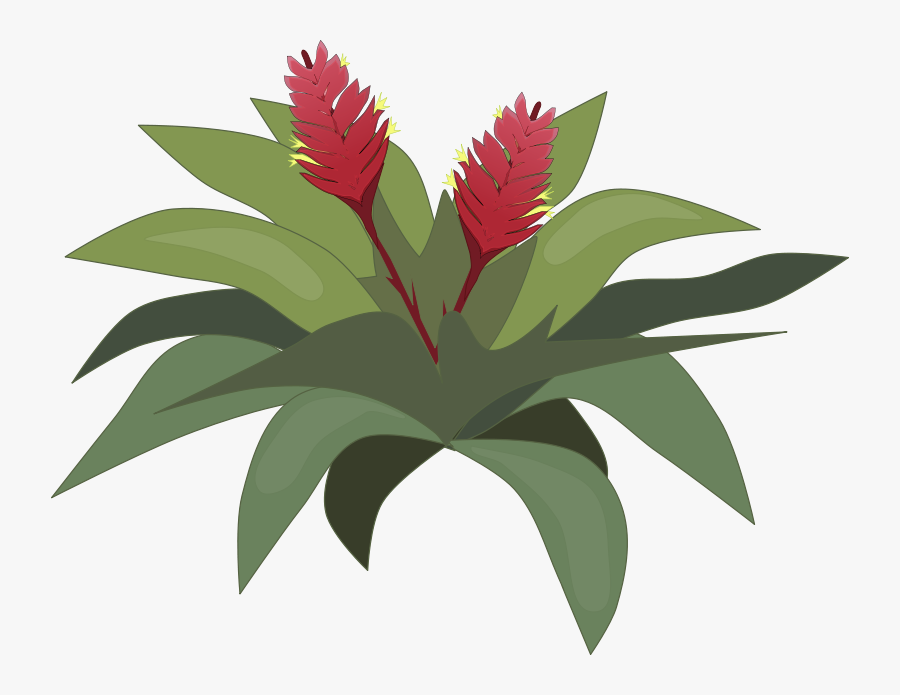 Graphic Library Download Plants Clipground Jungle Free - Bromeliads Clipart, Transparent Clipart
