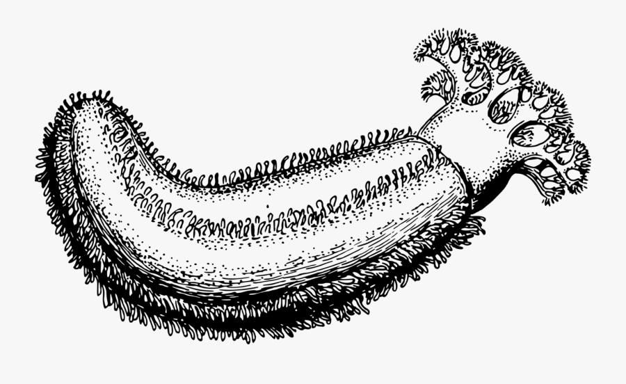 Transparent Sea Clipart Black And White - Drawing Of A Sea Cucumber, Transparent Clipart