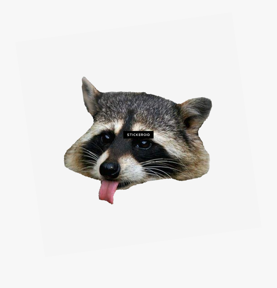 Raccoon Png - Png Raccoon, Transparent Clipart