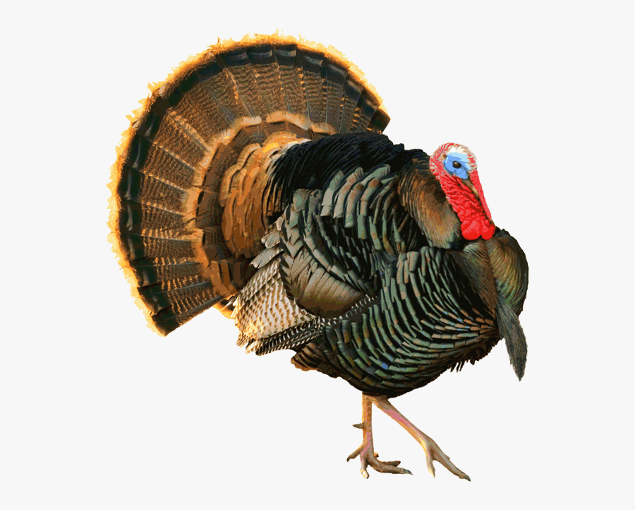 Another Proud Tom Turkey - Wild Turkey No Background, Transparent Clipart