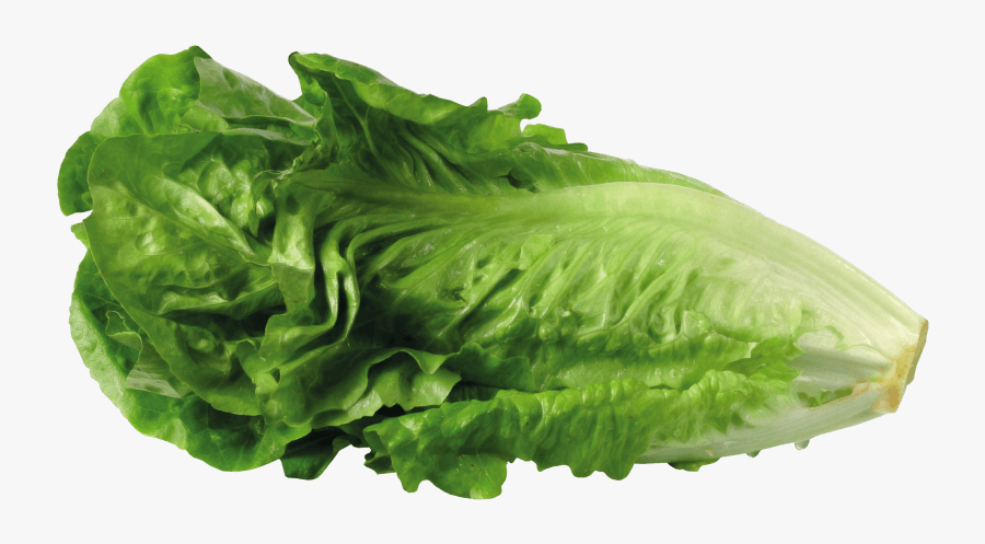 Lettuce Clip Art Clipart 5 Image - Transparent Background Lettuce Transparent, Transparent Clipart
