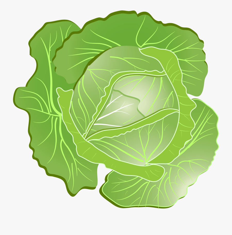 Cartoon Cabbage Png Clipart - Cabbage Clipart Png, Transparent Clipart