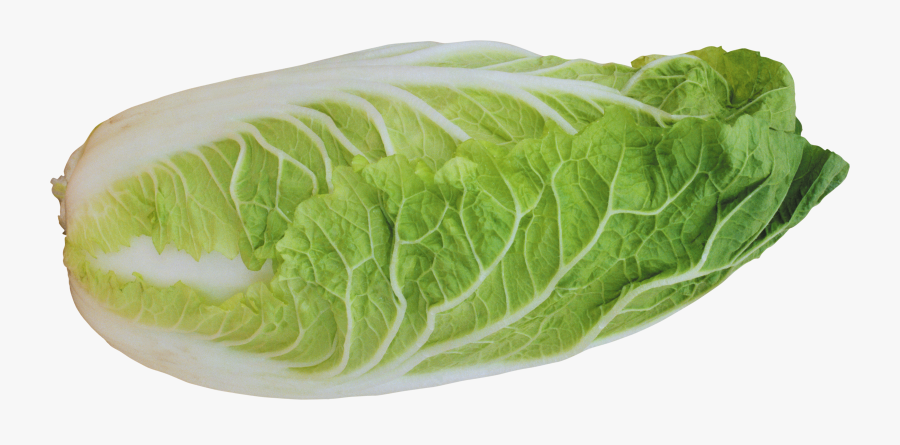 Lettuce Clipart Transparent Background - Chinese Cabbage Transparent Background, Transparent Clipart