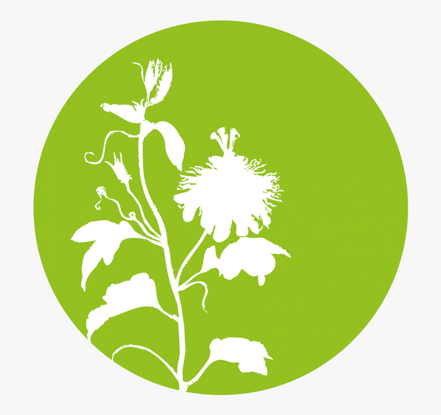 Lactuca Virosa L - Herb, Transparent Clipart