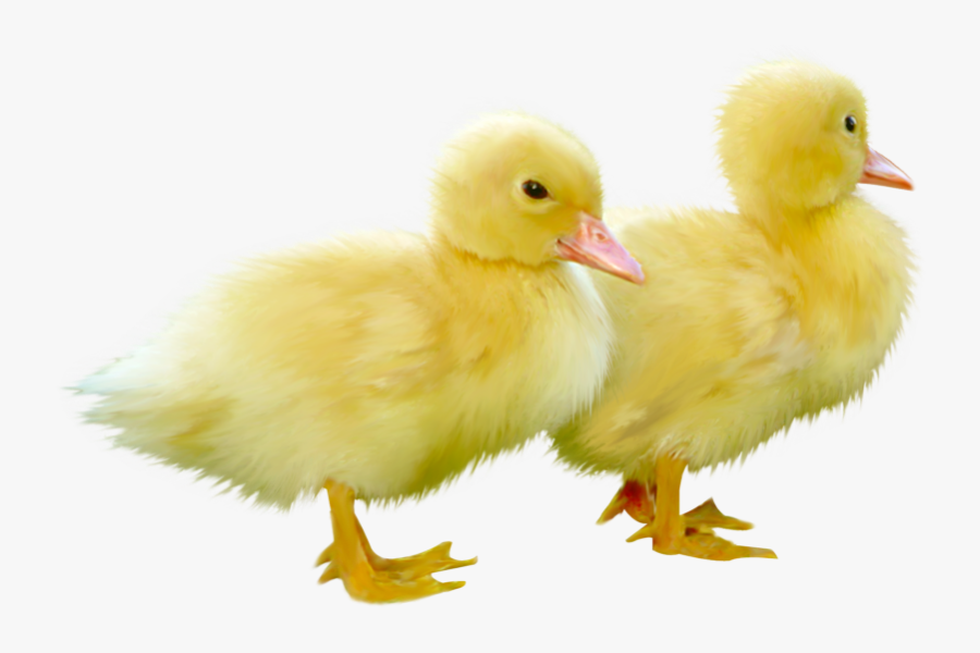 Pin Duckling Clipart Duck Swi - Cute Ducks Transparent Background, Transparent Clipart