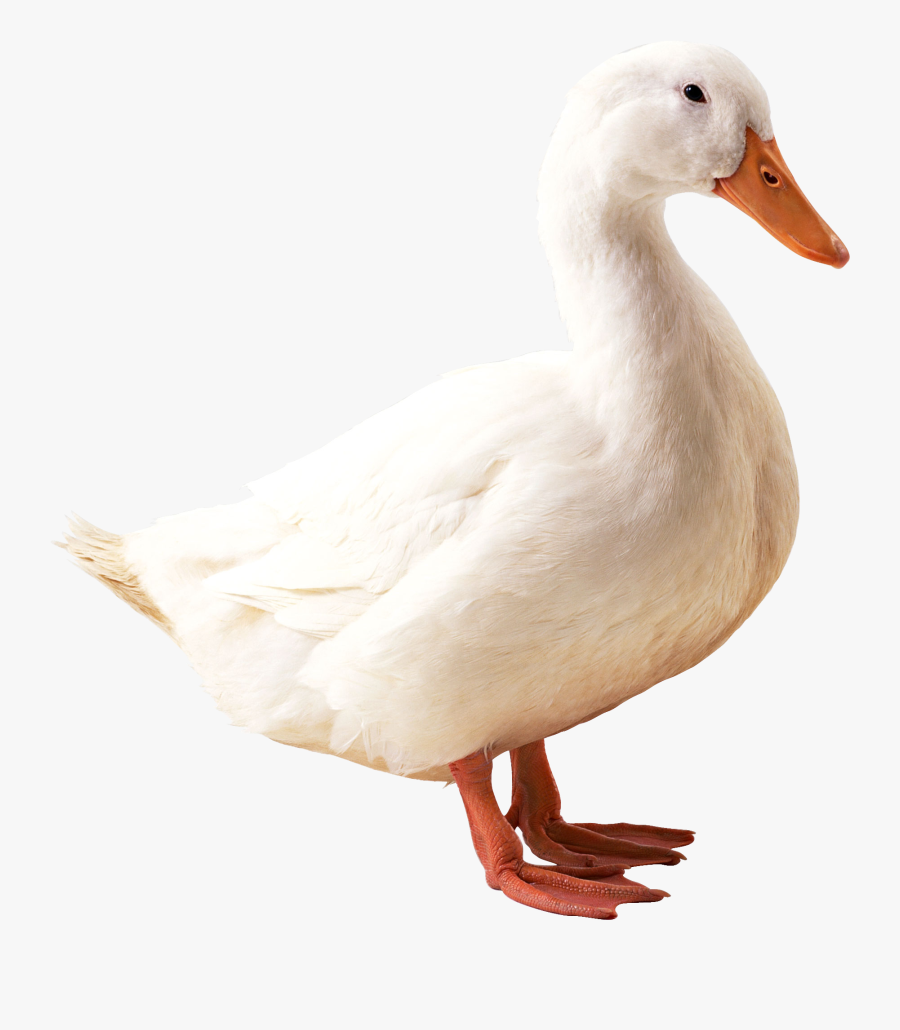 Duck Png Clipart - Duck Png, Transparent Clipart