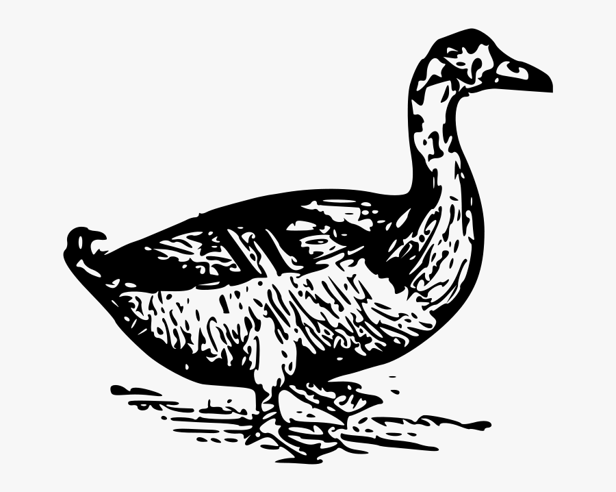 Duck, Transparent Clipart