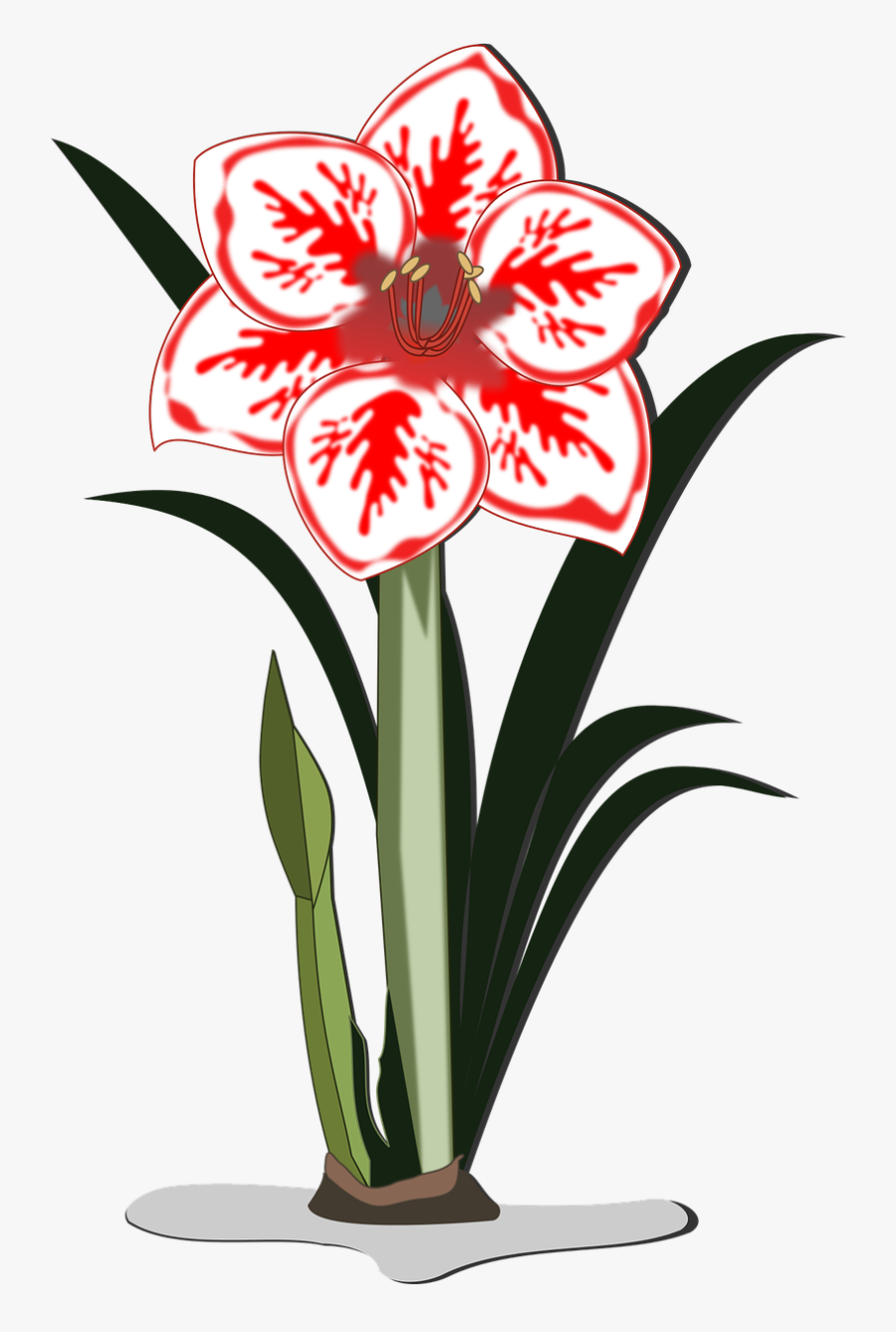 Amaryllis Clip Art Flor Free Picture - Amaryllis Flower Clip Art, Transparent Clipart