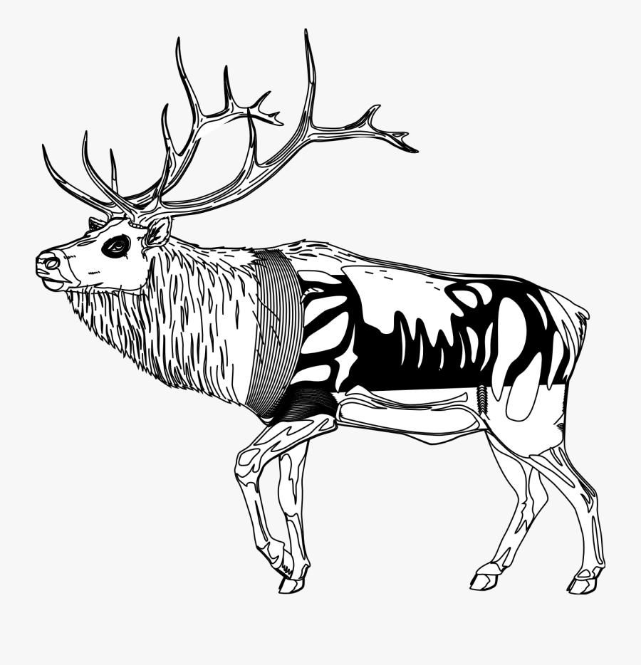 Reindeer Clipart Black And White - Drawing, Transparent Clipart