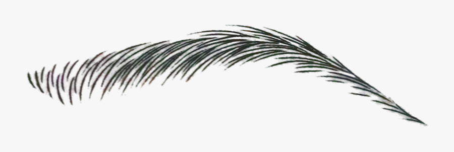 Clipart Black And White Download Png Eyebrow For - Eyebrows With No Background, Transparent Clipart