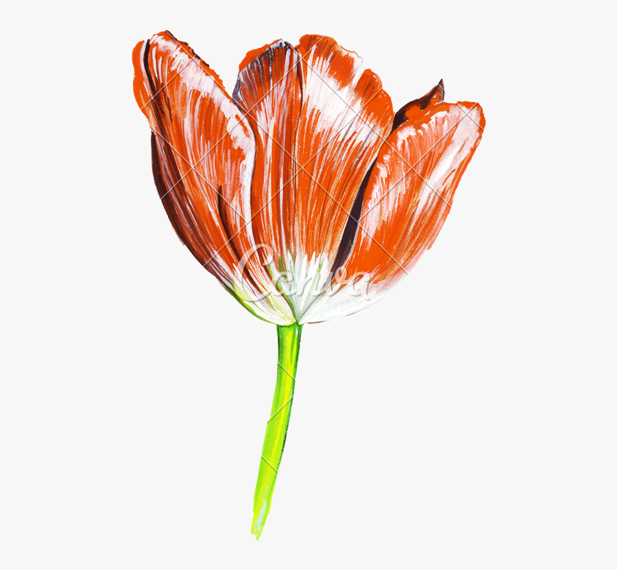 Flower Draw Clipart To Rose Beauty The Line Eyebrow - Realistic Tulip Flower Drawing, Transparent Clipart