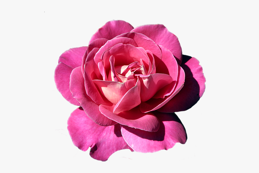 Rose, Transparent Clipart