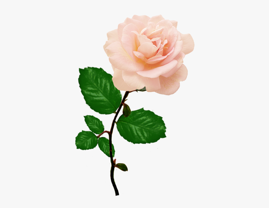Pink Rose Picture With Long Stalk Leaves - Pink Rose With Leaves, Transparent Clipart