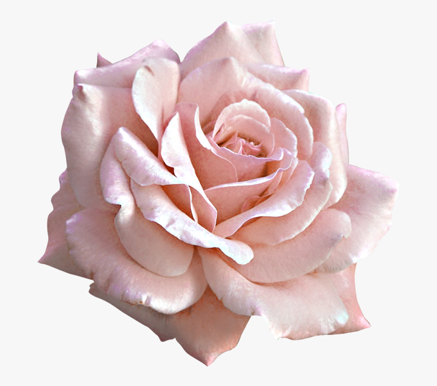 Clip Art Light Flowers Pinterest Roses - Pink Rose Png Transparent, Transparent Clipart