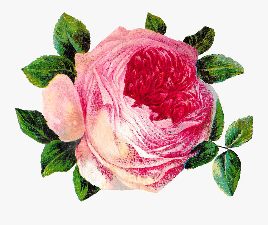Pink Rose Clipart Png Format - Cabbage Rose Clipart, Transparent Clipart