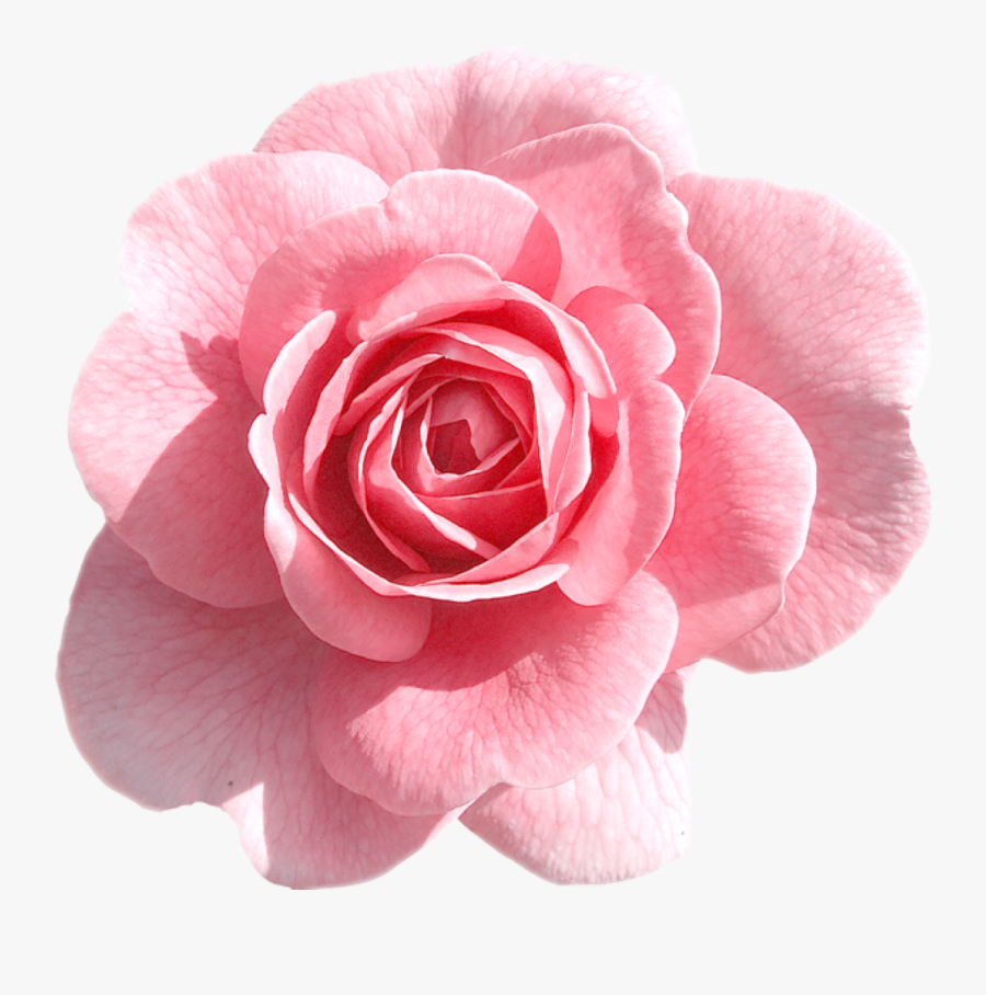 Pink Rose Clipart Hd - Pink Flower Transparent Png, Transparent Clipart