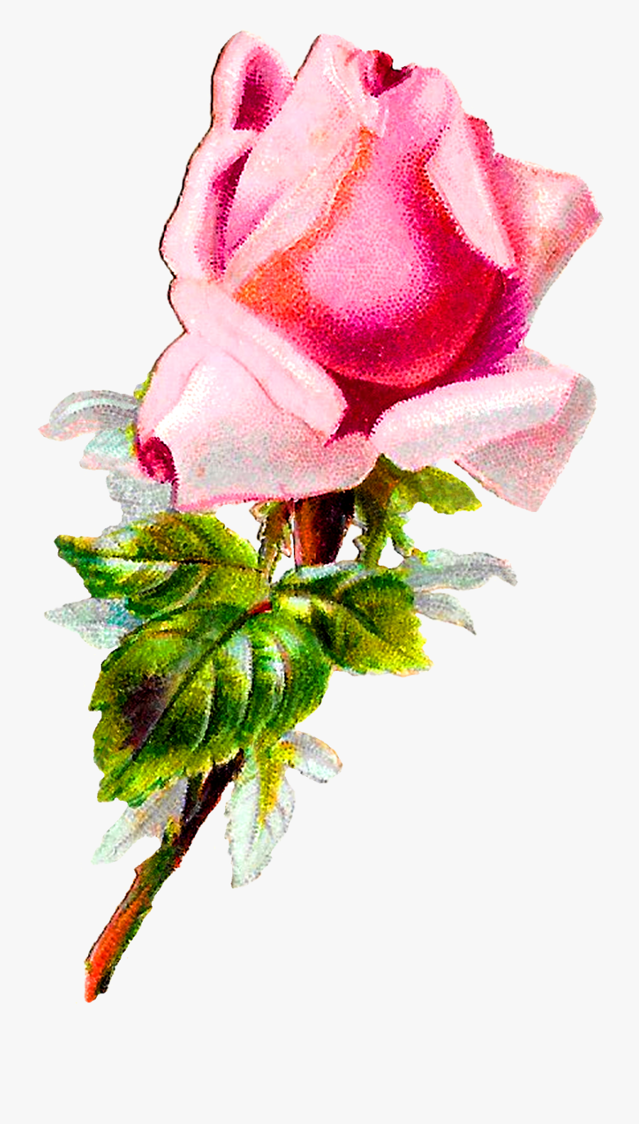 Rose Flower Floral Shabby Chic Image Digital Clipart - Garden Roses, Transparent Clipart