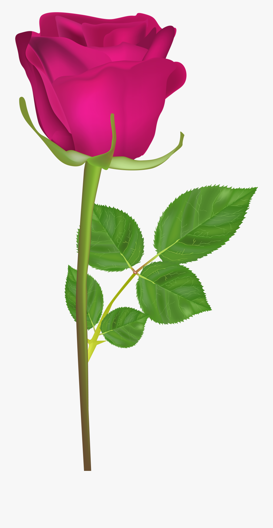 Rose With Stem Pink Png Clip Art Image - Gulab Ka Phool Hd, Transparent Clipart