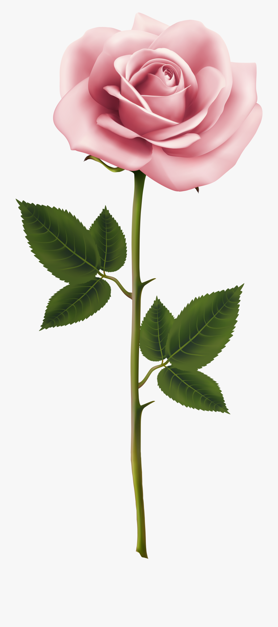 Pink Png Clip Art - Pink Rose Transparent Background, Transparent Clipart