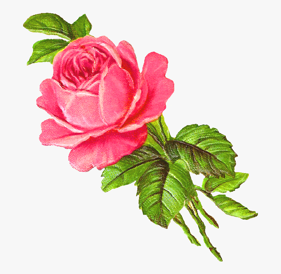 Pink Rose Clipart Botanical Illustration - Pink Roses Illustration Png, Transparent Clipart