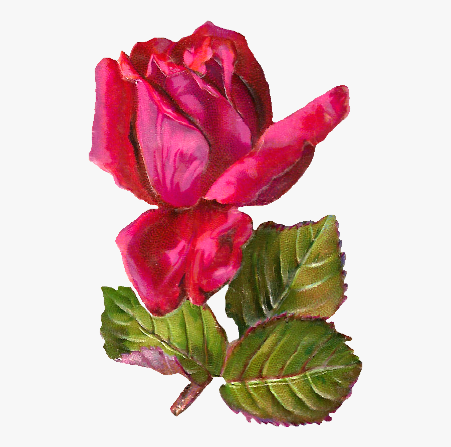 Pink Rose Clipart Dozen Rose - Clip Art, Transparent Clipart