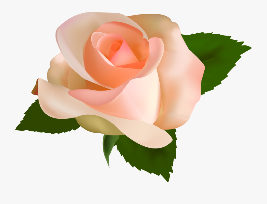 Peach Rose Transparent Background, Transparent Clipart