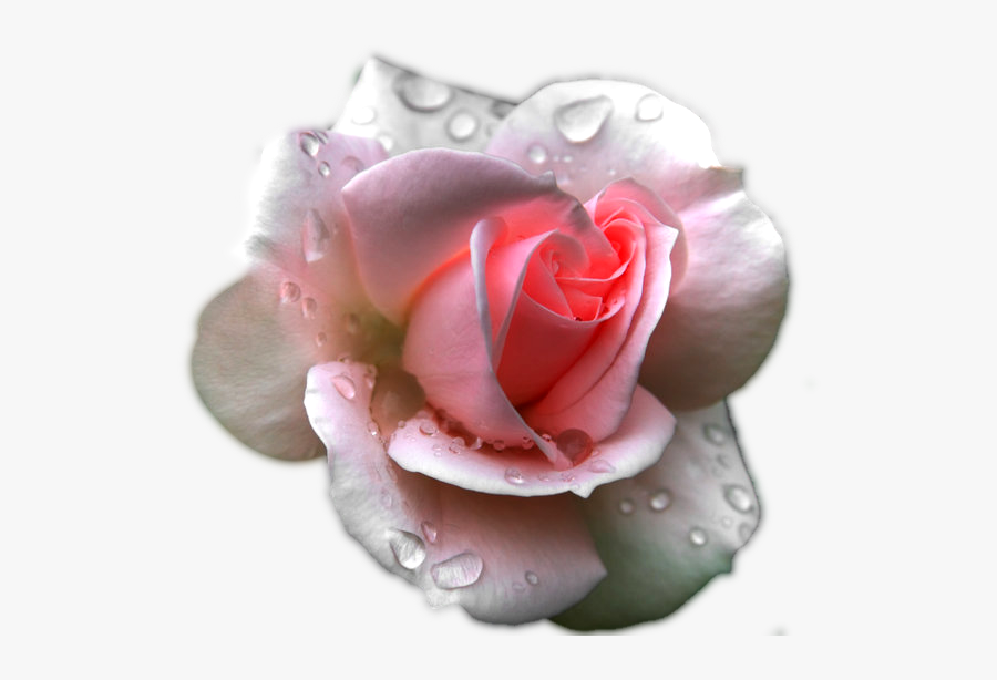 Transparent Clipart Image Pink Rose With Water Effect - Roses In The Rain Clipart, Transparent Clipart