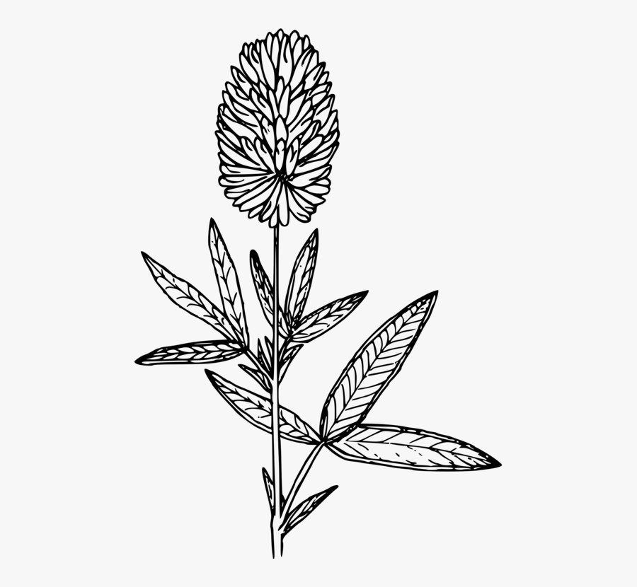 Transparent Four Leaf Clover Clipart Black And White - Clover, Transparent Clipart