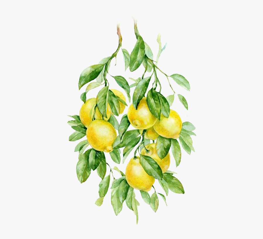 Watercolor Lemon Clipart, Transparent Clipart