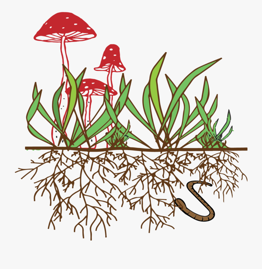 Soil Food Web Clipart , Png Download - Agaricaceae, Transparent Clipart