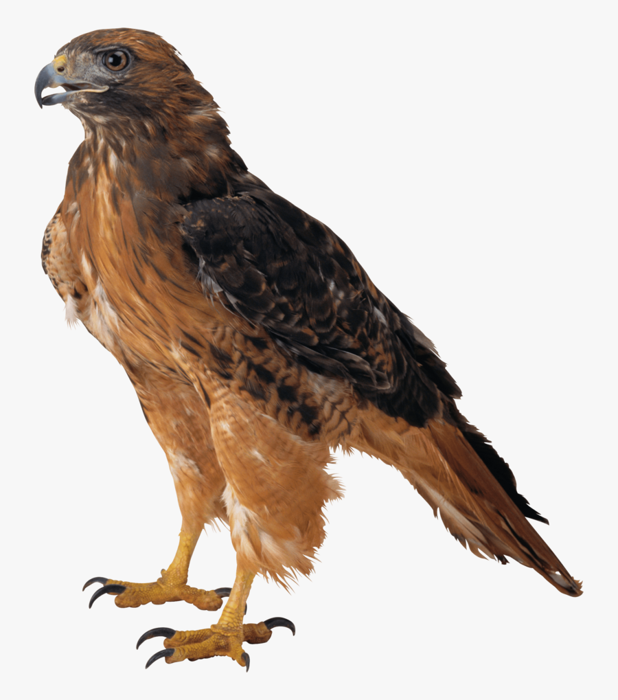 Falcon Clipart Web Clipart - Eagle Meaning In Hindi, Transparent Clipart