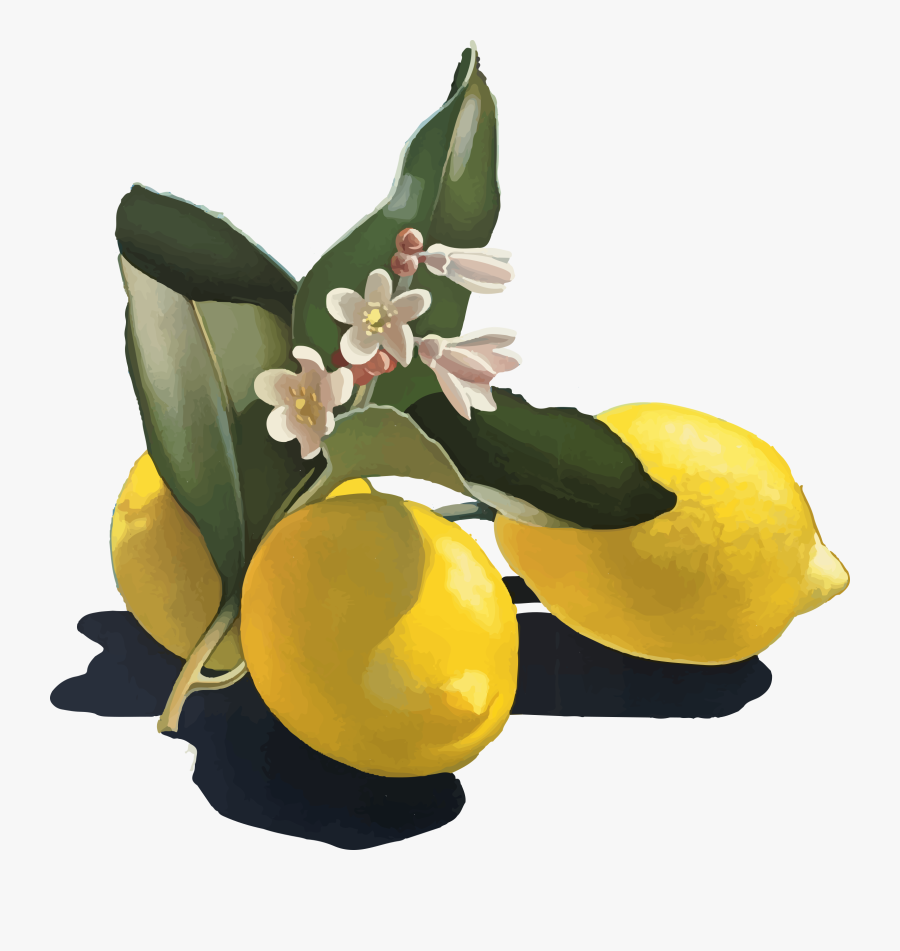 Flower, Transparent Clipart