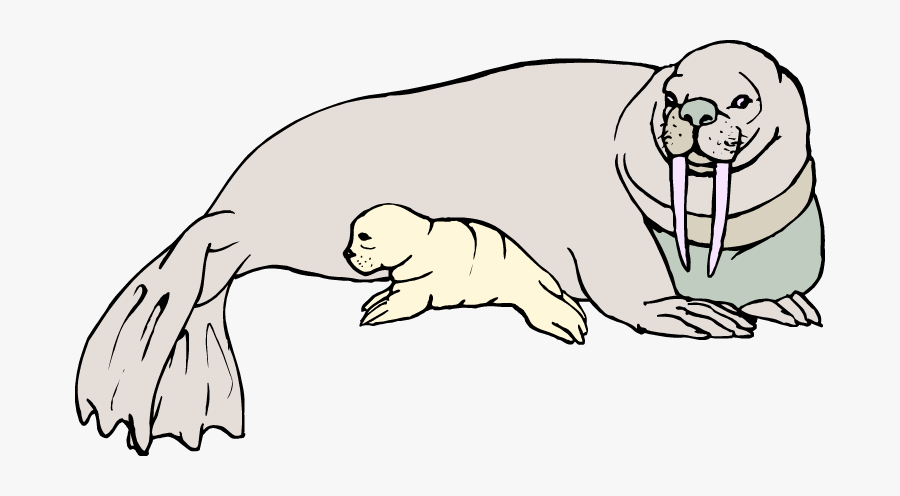 Free Walrus Clipart - Walruses And A Baby Walrus Drawings, Transparent Clipart