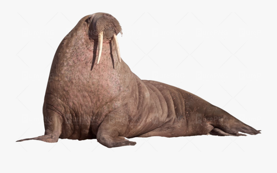Walrus Png, Transparent Clipart