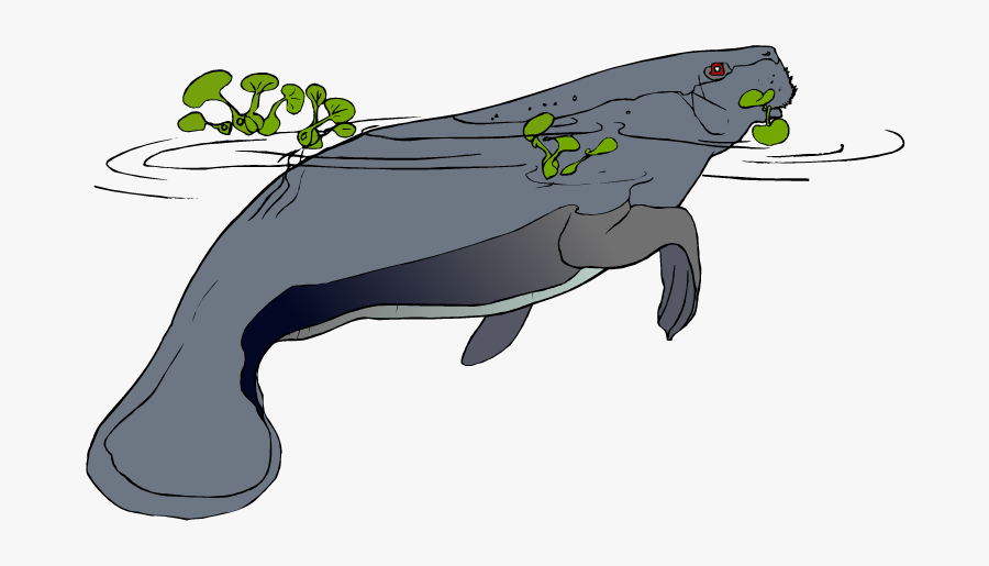 Free In Water - Manatee Word Find, Transparent Clipart