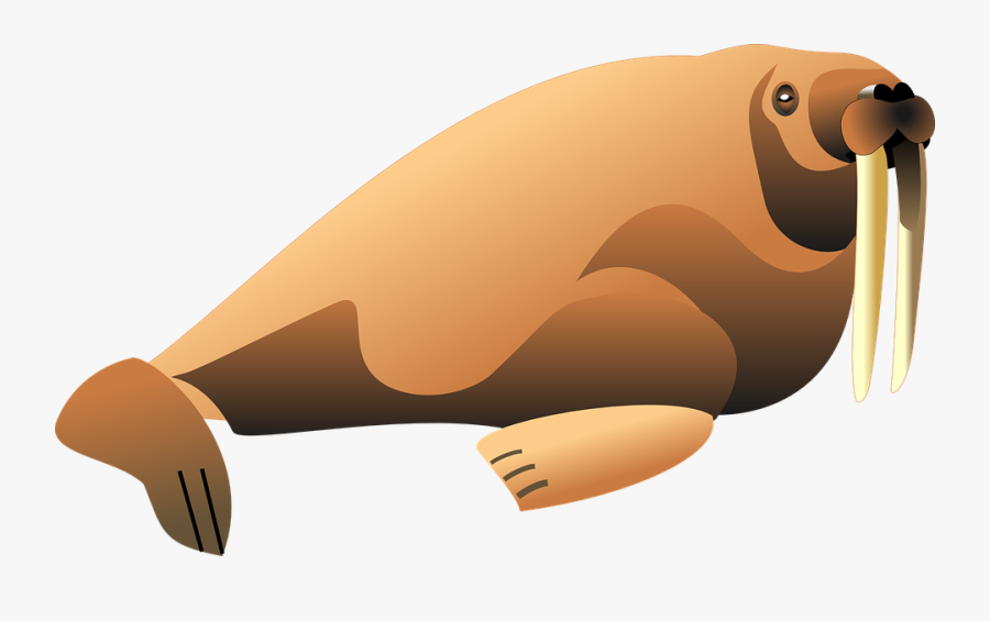 Walrus Png File - Clipart Walrus, Transparent Clipart