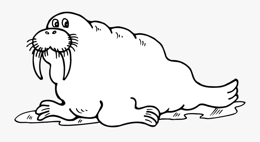 Walrus Odobenus Rosmarus Seal Free Picture - Coloring Page Of A Walrus, Transparent Clipart