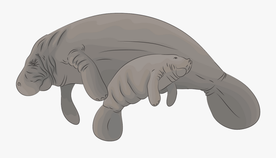 Dugong, Transparent Clipart