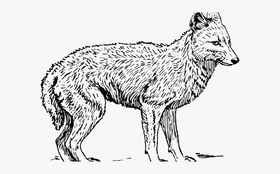 Coyote Black And White Clipart, Transparent Clipart