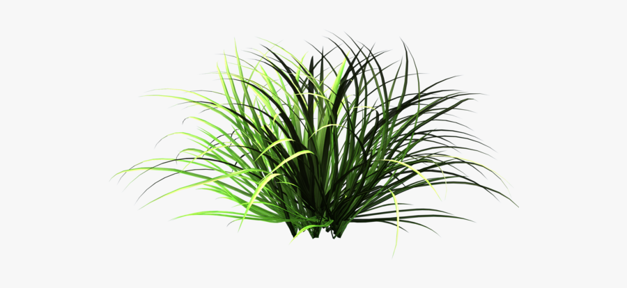 Garden Grass Png - Clipart Grass Patches, Transparent Clipart